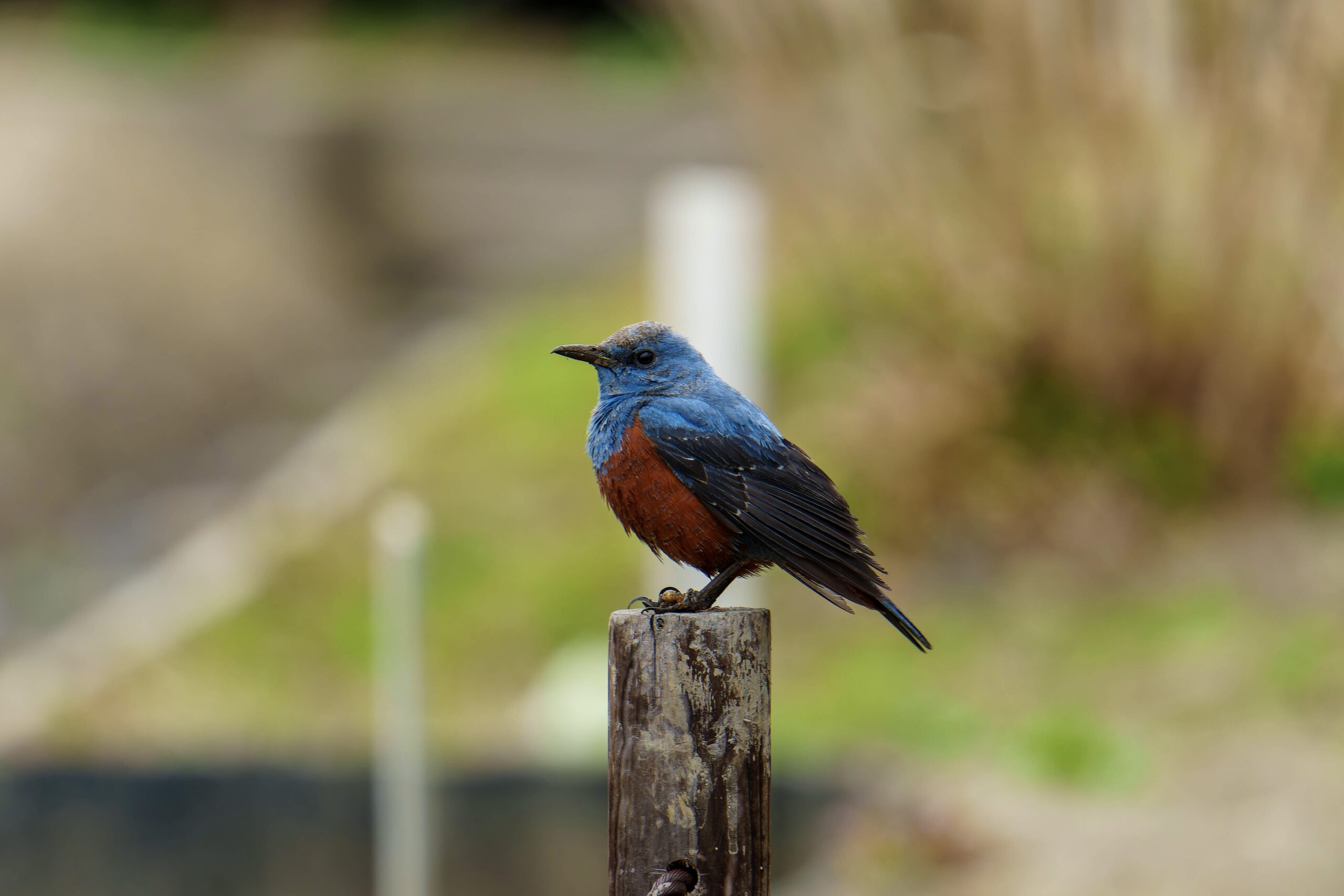 野鳥 安い 撮影 カメラ 初心者 おすすめ